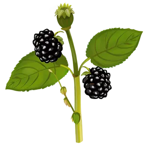 Blackberry Plant PNG Xue91 PNG