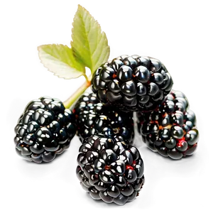 Blackberry Recipe PNG 81 PNG