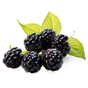 Blackberry Season PNG Wpf PNG