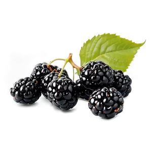 Blackberry With Leaves PNG 05232024