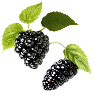 Blackberry With Leaves PNG 62