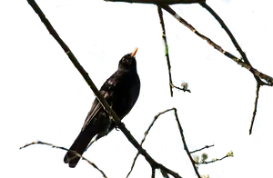 Blackbird Perchedon Bare Branches