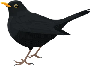 Blackbird Vector Illustration PNG image