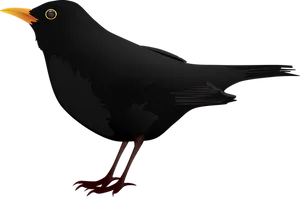 Blackbird Vector Illustration