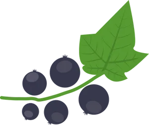 Blackcurrant Vector Illustration PNG image