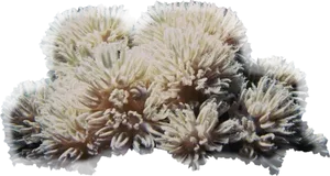 Bleached_ Coral_ Closeup PNG image