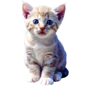 Blissful Kitten Png Sbd PNG image