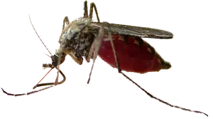 Blood Engorged Mosquito.png PNG image