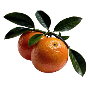 Blood Orange On Branch PNG 06252024