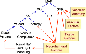 Blood_ Pressure_ Regulation_ Factors_ Diagram PNG image