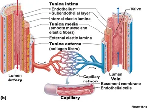 Blood_ Vessel_ Structure_ Diagram
