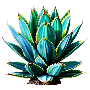 Blooming Agave Plant PNG 06282024