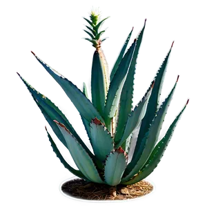 Blooming Agave Plant PNG 66