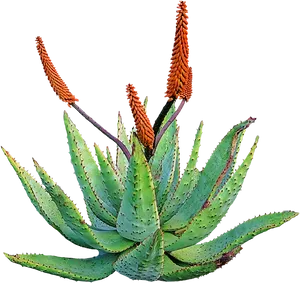 Blooming Aloe Plant PNG image