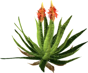 Blooming Aloe Plant PNG image