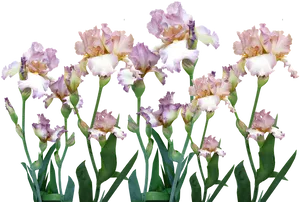 Blooming Bearded Iris Collection PNG image