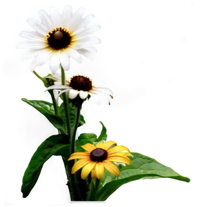 Blooming Black Eyed Susan Png 06282024 PNG image