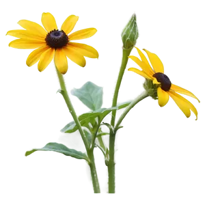 Blooming Black Eyed Susan Png Iwk25 PNG image