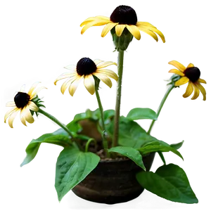 Blooming Black Eyed Susan Png Nhq21 PNG image