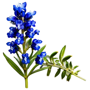 Blooming Bluebonnet Patch Png 06272024 PNG image