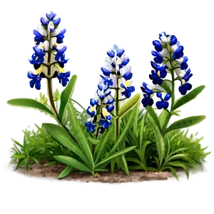 Blooming Bluebonnet Patch Png 06272024 PNG image