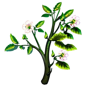 Blooming Branch Illustration PNG image