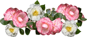 Blooming Camellia Flowers Transparent Background PNG image