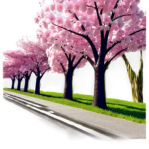 Blooming Cherry Blossom Avenue Photo PNG Emb23