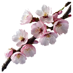 Blooming Cherry Blossom Avenue Photo PNG Tyv