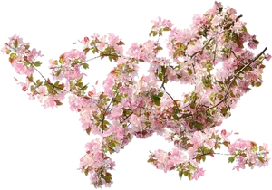 Blooming Cherry Blossom Branches.png PNG image