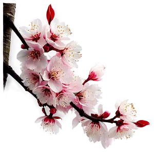 Blooming Cherry Blossom Landscape PNG 05032024