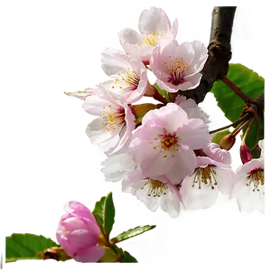 Blooming Cherry Blossoms Png 05212024 PNG image