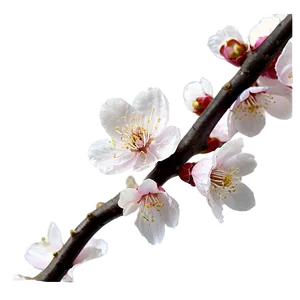 Blooming Cherry Blossoms PNG 05212024