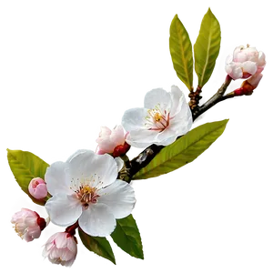 Blooming Cherry Blossoms PNG Mcq30