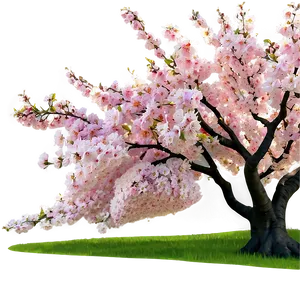Blooming Cherry Trees Forest PNG 06262024 PNG