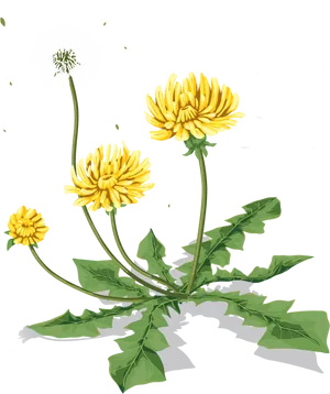 Blooming Dandelion Stages PNG image