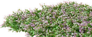 Blooming_ English_ Lavender_ P N G PNG image
