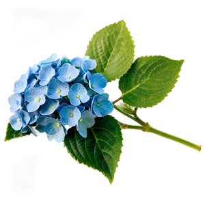 Blooming Hydrangea Png Kqv11 PNG image