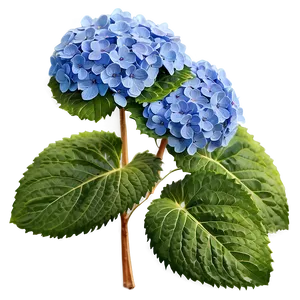 Blooming Hydrangea Png Vjt PNG image