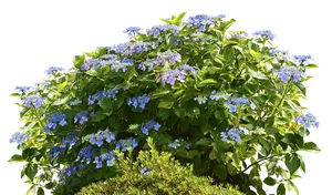 Blooming Hydrangea Shrub PNG image