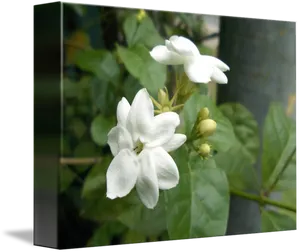 Blooming Jasmine Flowers PNG image