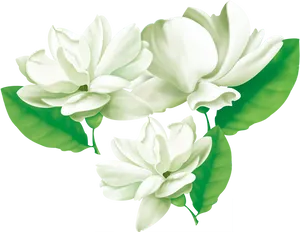 Blooming Jasmine Flowers Illustration PNG image