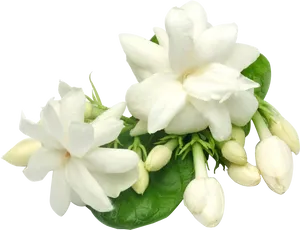 Blooming Jasmine Flowers Transparent Background PNG image