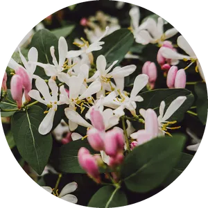 Blooming Jasmine Flowersand Buds PNG image