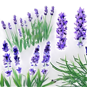 Blooming Lavender Field Png 95 PNG image