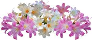 Blooming Lilies Transparent Background PNG image