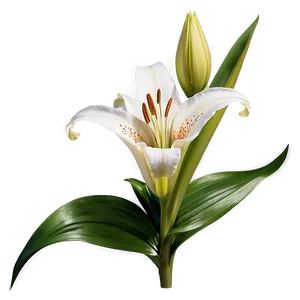 Blooming Lily Flower Png 35 PNG image