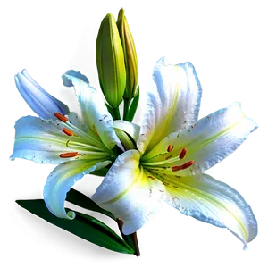 Blooming Lily Flower Png 92 PNG image