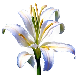 Blooming Lily Flower Png Uof89 PNG image