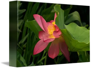 Blooming Lotus Flower PNG image